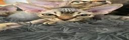 Devon Rex cats for sale: Two Devon Rex boys - Advert 13