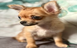 Chihuahua dogs for sale: REDUCED last long hair female pup. - Image 18