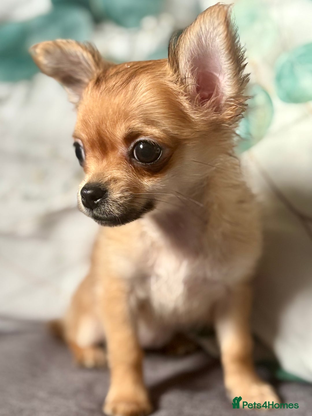 Chihuahua dogs for sale: REDUCED last long hair female pup. - Image 18