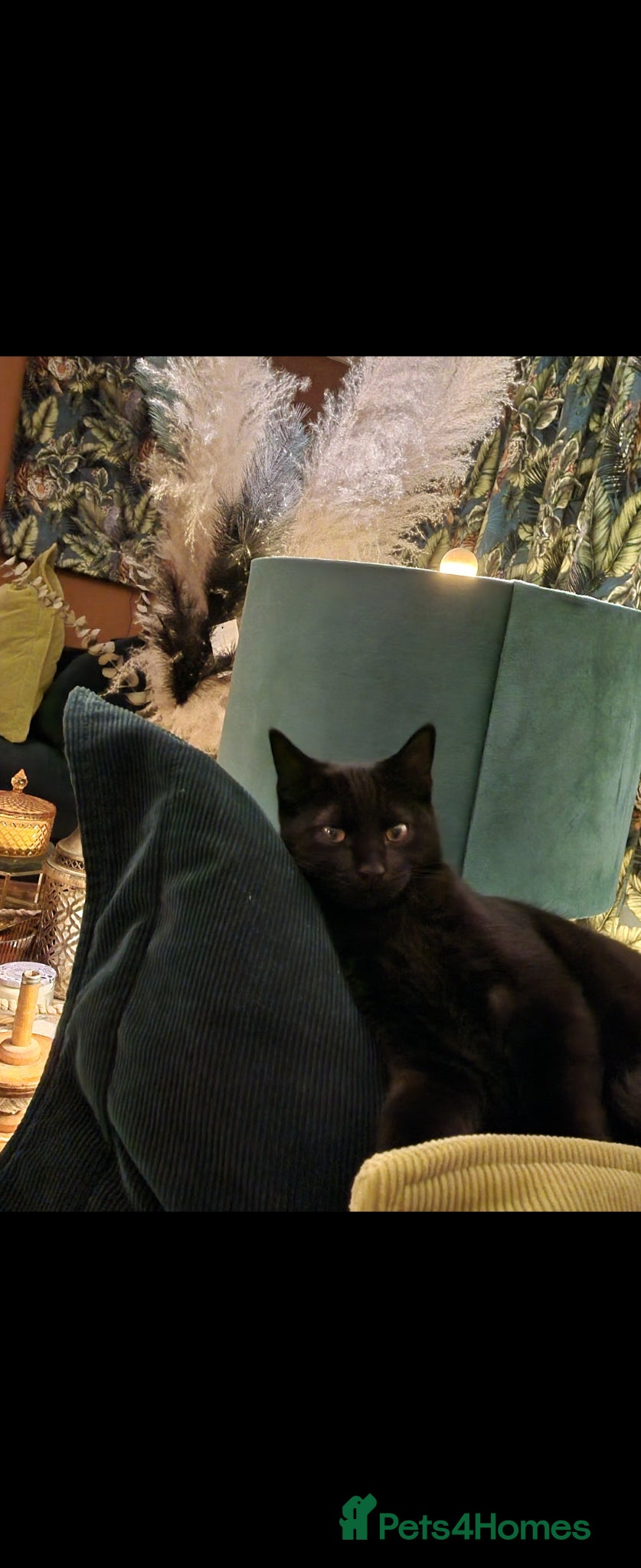 Mixed Breed cats Beautiful black male  - Advert 2