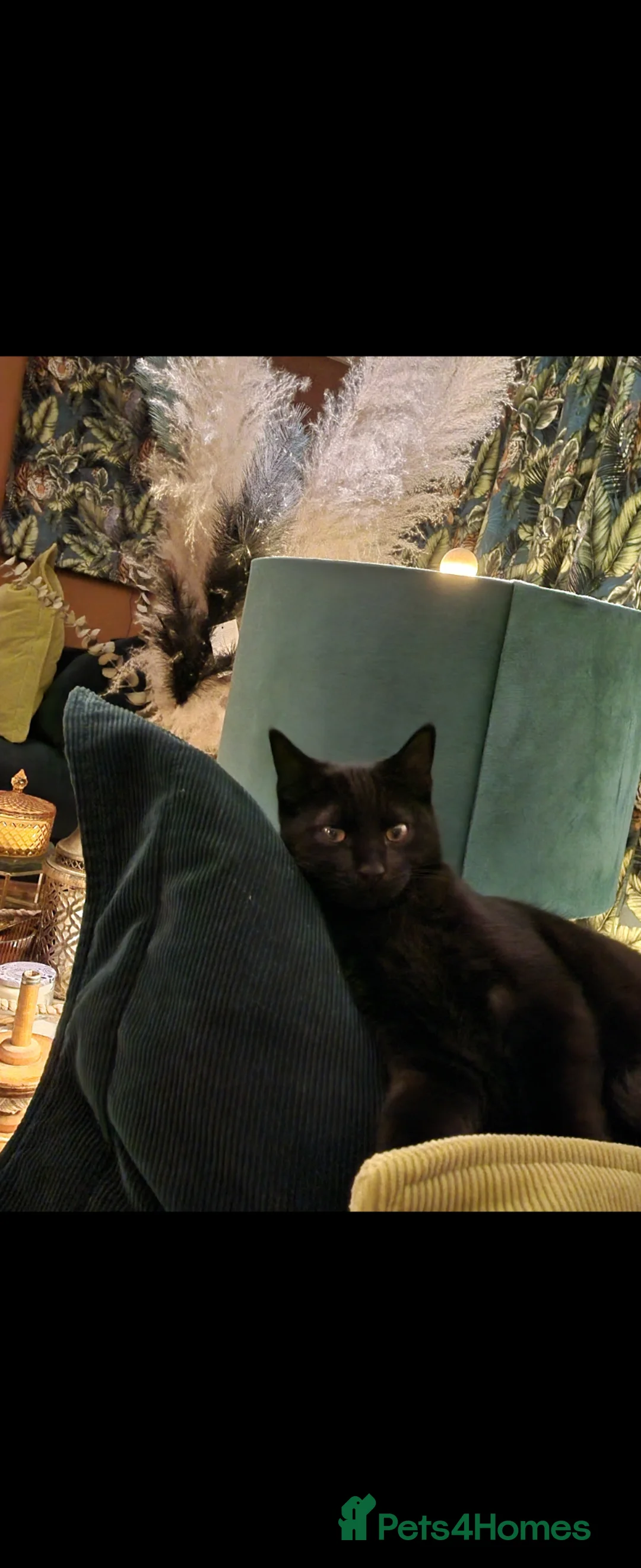 Mixed Breed cats for sale: Beautiful black male  - Advert 1