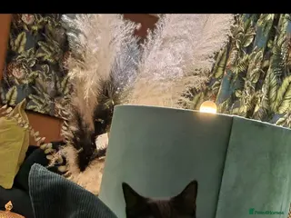 Mixed Breed cats Beautiful black male - Advert 2