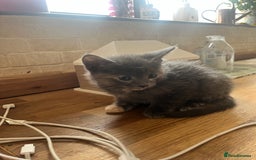 British Longhair cats for sale: British blue cross. 2 females left - Image 4