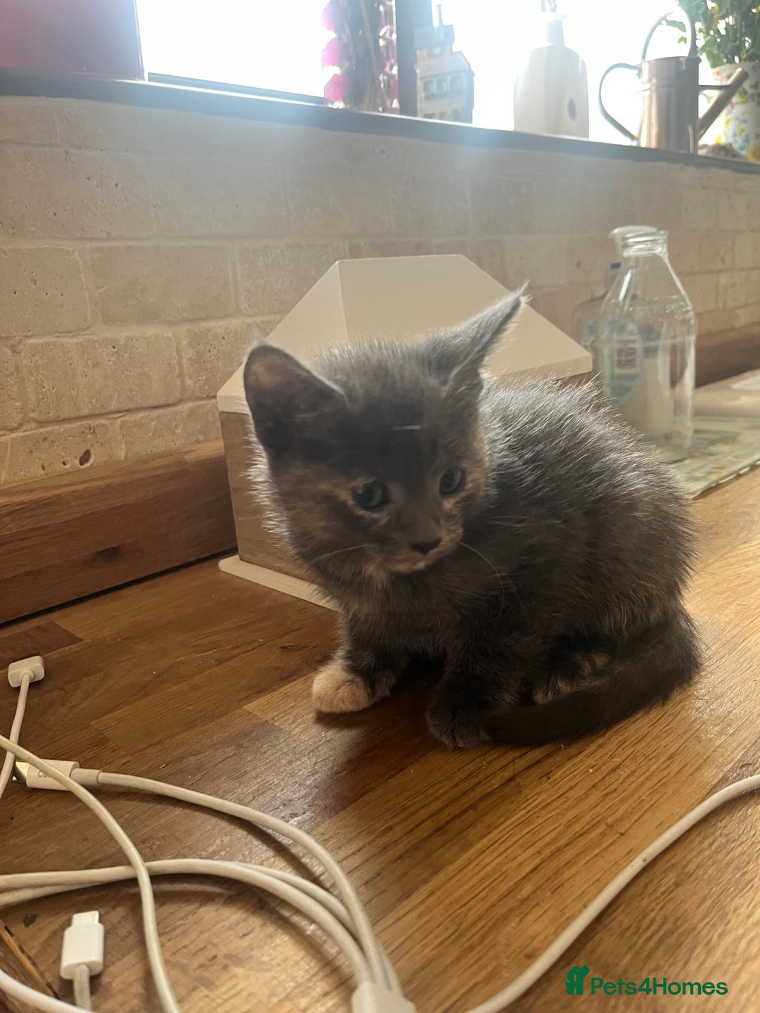 British Longhair cats for sale: British blue cross. 2 females left - Image 4