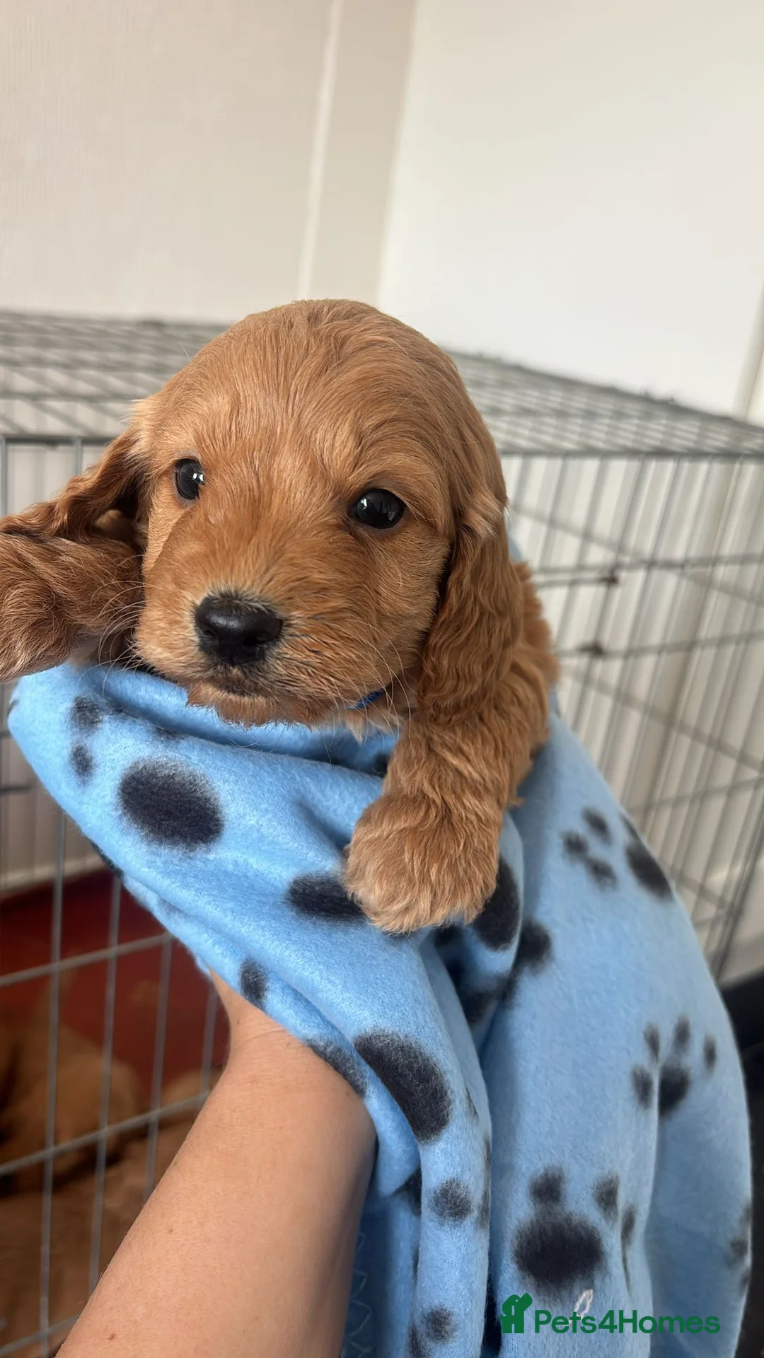 Cockapoo dogs for sale: Gorgeous f1 cockapoo boy pup  in Newcastle upon Tyne - Advert 1