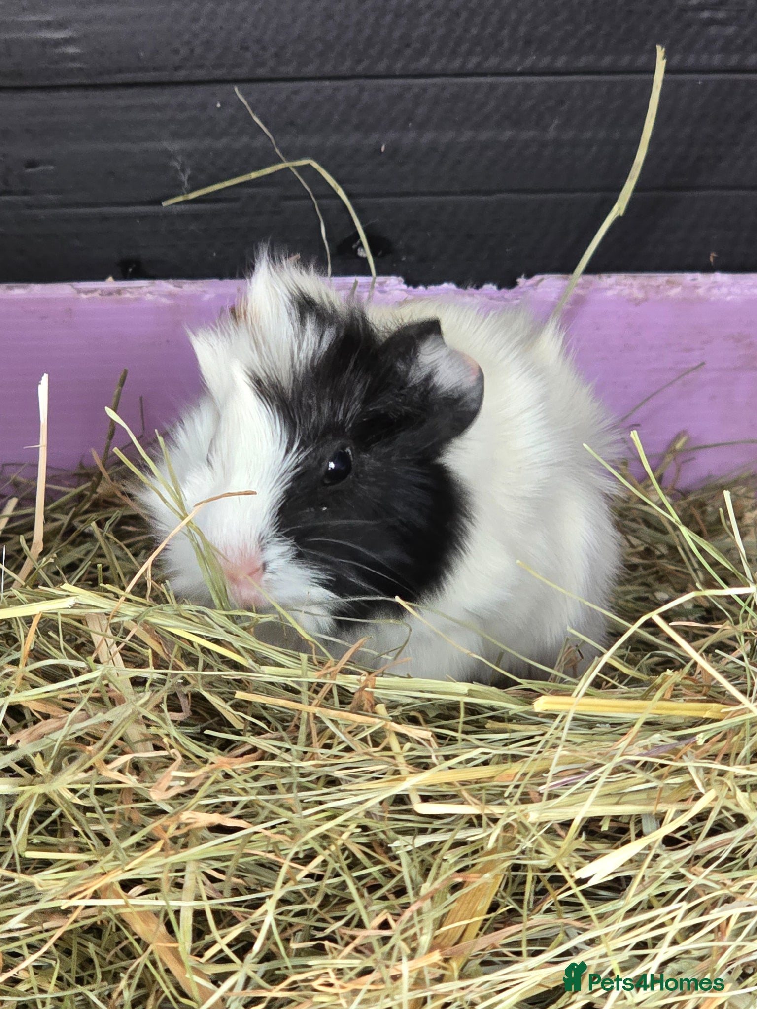 Guinea Pig rodents Guinea Pigs - Advert 14