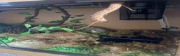 Corn Snake reptiles for sale: Corn Snake Slytherin & Full Setup – £400 ONO - Advert 7