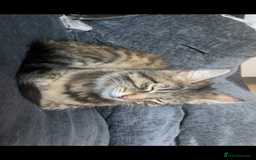 Mixed Breed cats for sale: Mabel  - Image 1