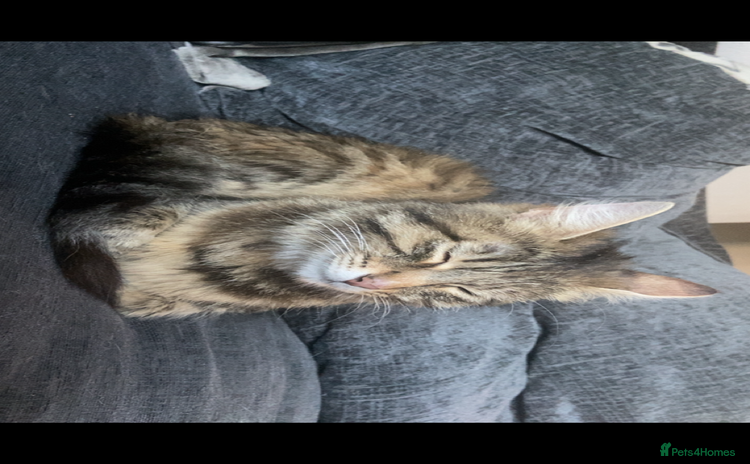 Mixed Breed cats - Advert 2