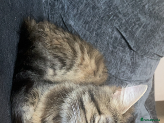 Mixed Breed cats - Advert 8
