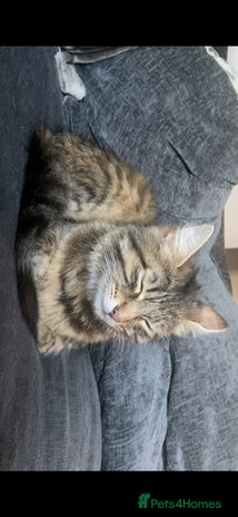 Mixed Breed cats - Advert 1