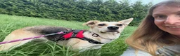 Mixed Breed dogs for adoption: ❤️STELLA & ❤️CARAMEL - ONE SPECIAL FRIENDSHIP in Folkestone - Advert 22