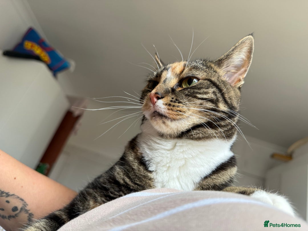 Domestic Shorthair cats for sale: Beautiful Bonnie - Advert 6