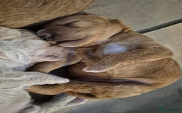 Australian Labradoodle dogs for sale: Australian Labradoodle Puppies  - Advert 19