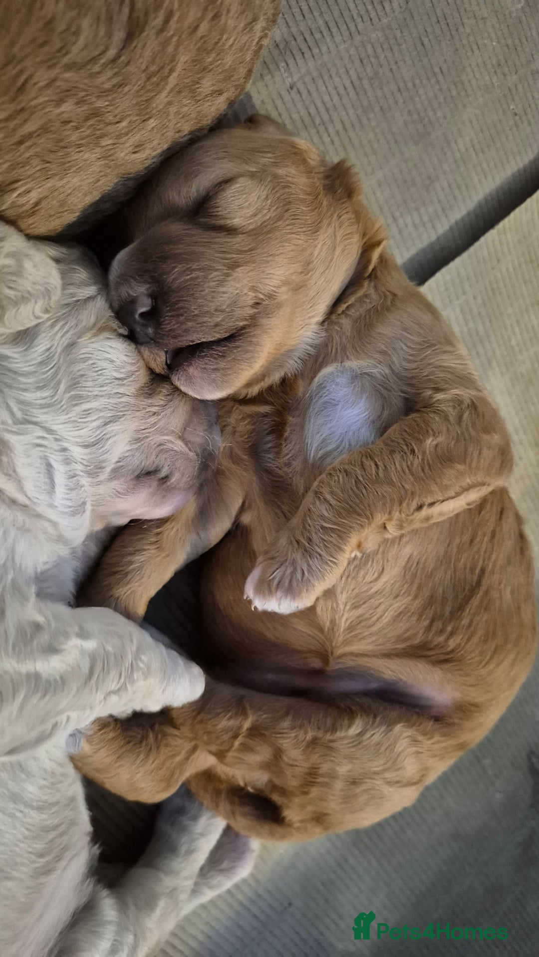 Australian Labradoodle dogs for sale: Australian Labradoodle Puppies  - Advert 19