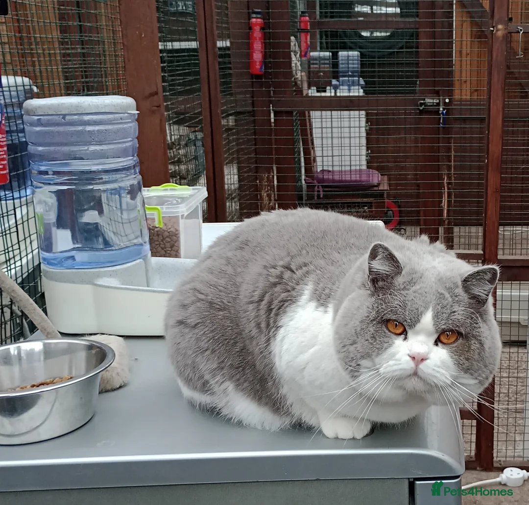 British Shorthair cats for stud: GCCF TICA STUDS  in Manchester - Advert 16