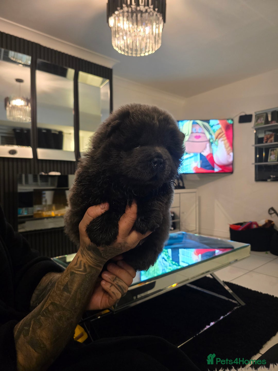 Chow Chow dogs for sale: Stunning babies  - Advert 1