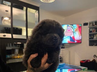 Chow Chow dogs Stunning babies - Advert 4