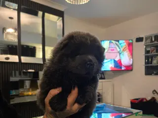 Chow Chow dogs Stunning babies - Advert 12