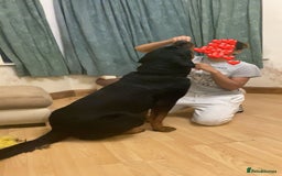 Rottweiler dogs for sale: Simba - Image 1