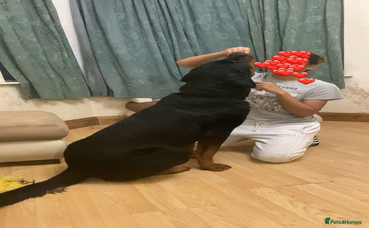 Rottweiler dogs - Advert 10