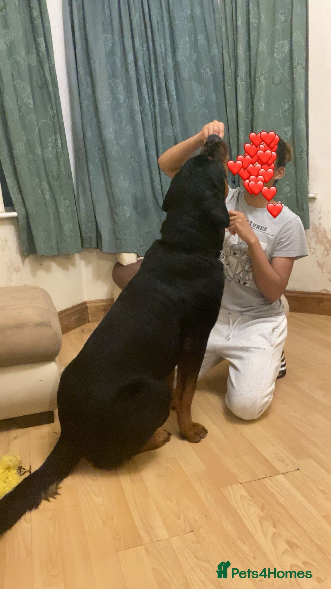 Rottweiler dogs for sale: Simba - Image 1