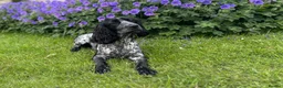 Cocker Spaniel dogs for sale: One male cocker spaniel  - Advert 7