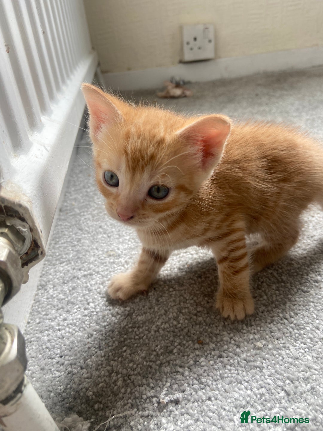 British Shorthair cats for sale: 4 Gorgeous kittens - Image 6