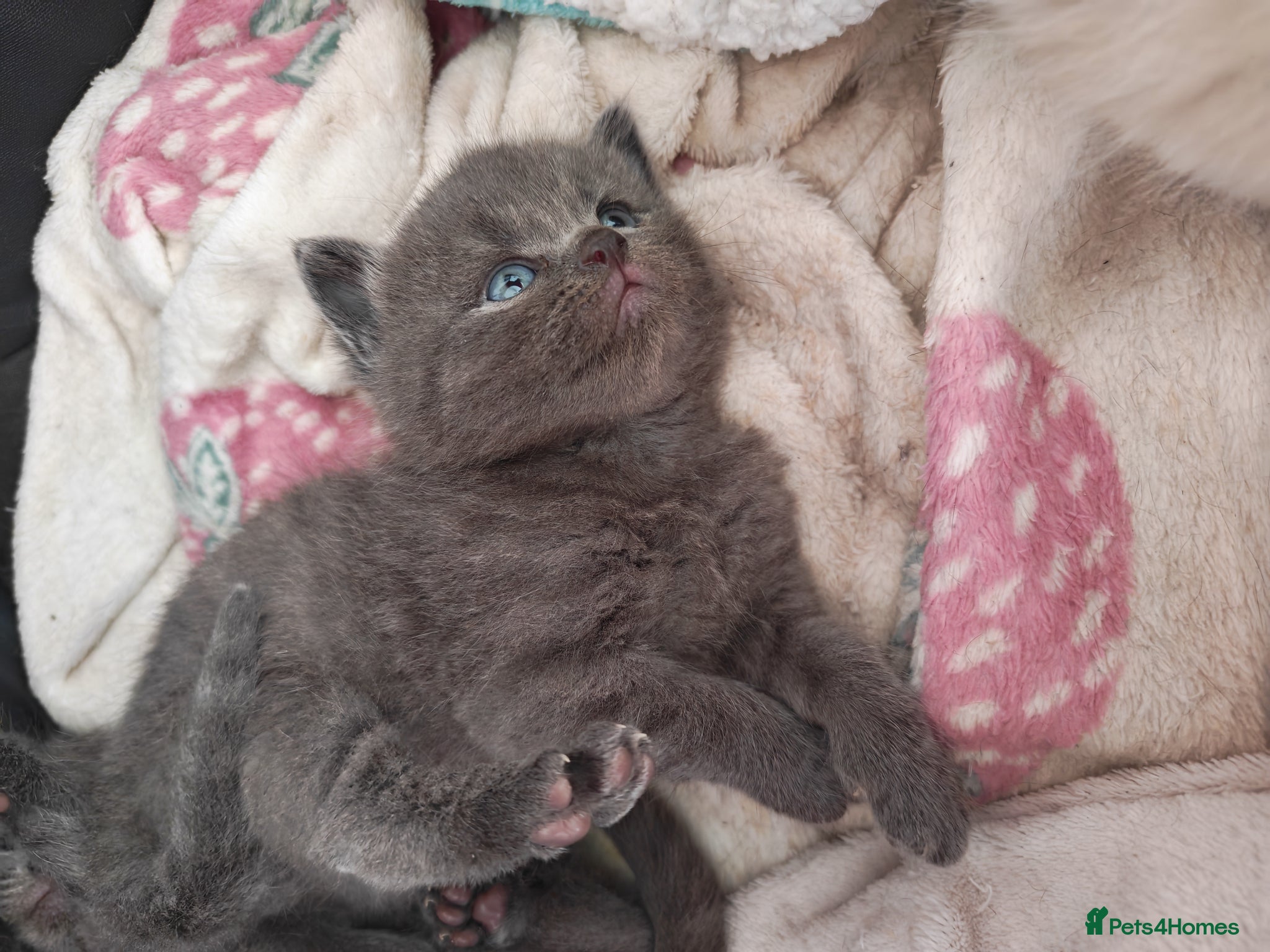 British Shorthair cats Adorable British Short hair kittens  - Advert 7