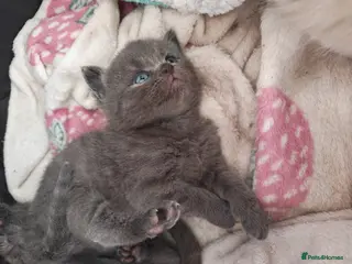 British Shorthair cats Adorable British Short hair kittens - Advert 7