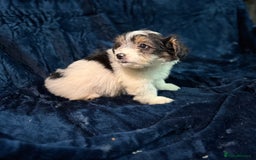 Mixed Breed dogs for sale: 3/4 spaniels 1/4 jack Russel puppy’s 🩷 - Image 11