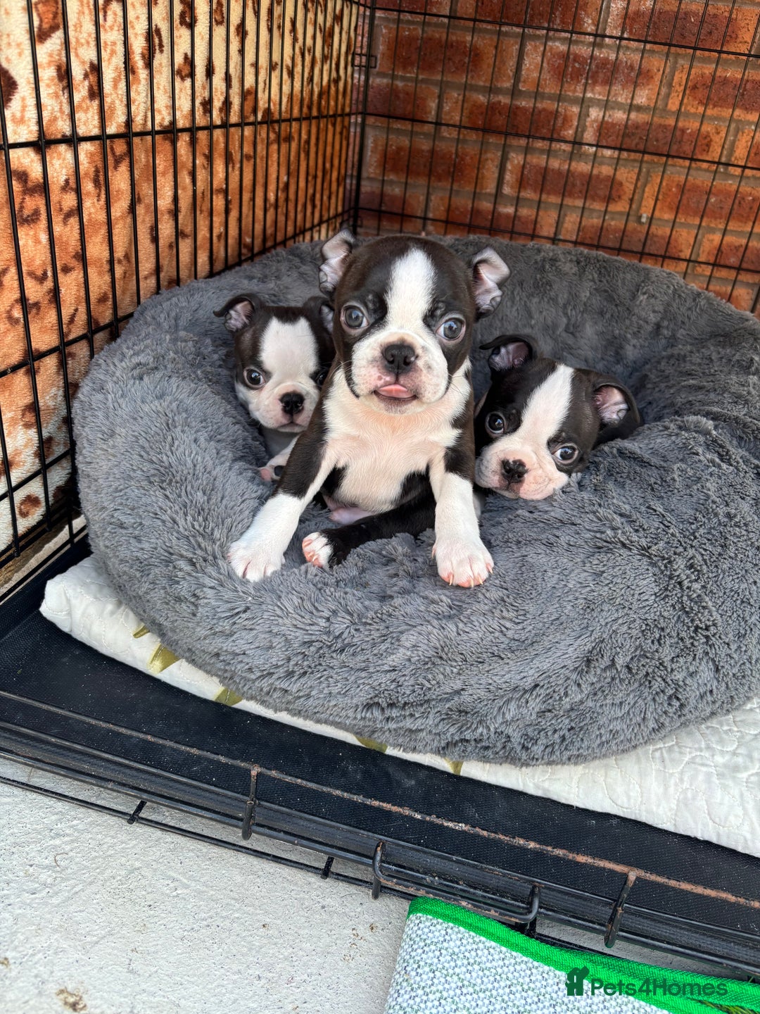 Boston Terrier dogs for sale: KC  Registered 🐕❤️🏠 Puupy 🐕💙🏠Boston Terrier  - Image 1