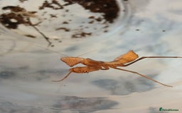 Praying Mantis invertebrates for sale: Mixed inverts mantis and more - Advert 2
