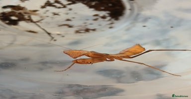 Praying Mantis invertebrates Mixed inverts mantis and more - Advert 7