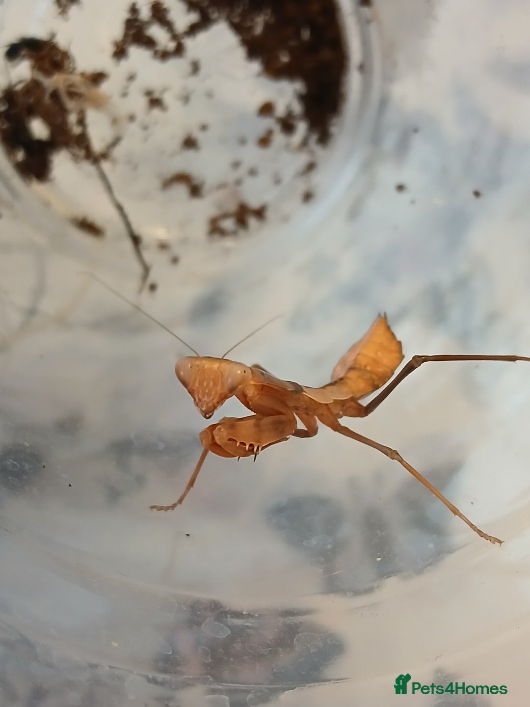 Praying Mantis invertebrates for sale: Mixed inverts mantis and more - Advert 2