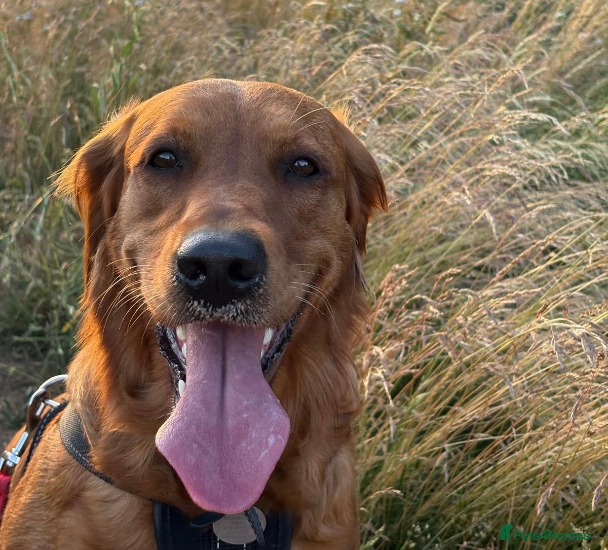 Golden Retriever dogs Dark Golden Retriever Puppies Health-Tested  - Advert 3