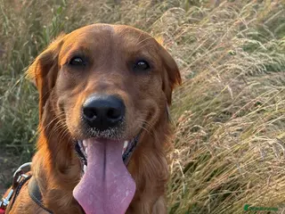 Golden Retriever dogs Dark Golden Retriever Puppies Health-Tested - Advert 4