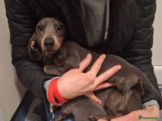 Dachshund dogs Miniature dashound - Advert 15