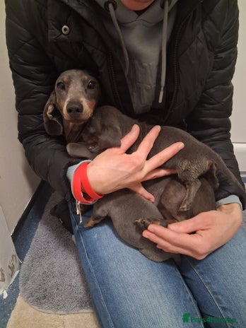 Dachshund dogs Miniature dashound - Advert 1