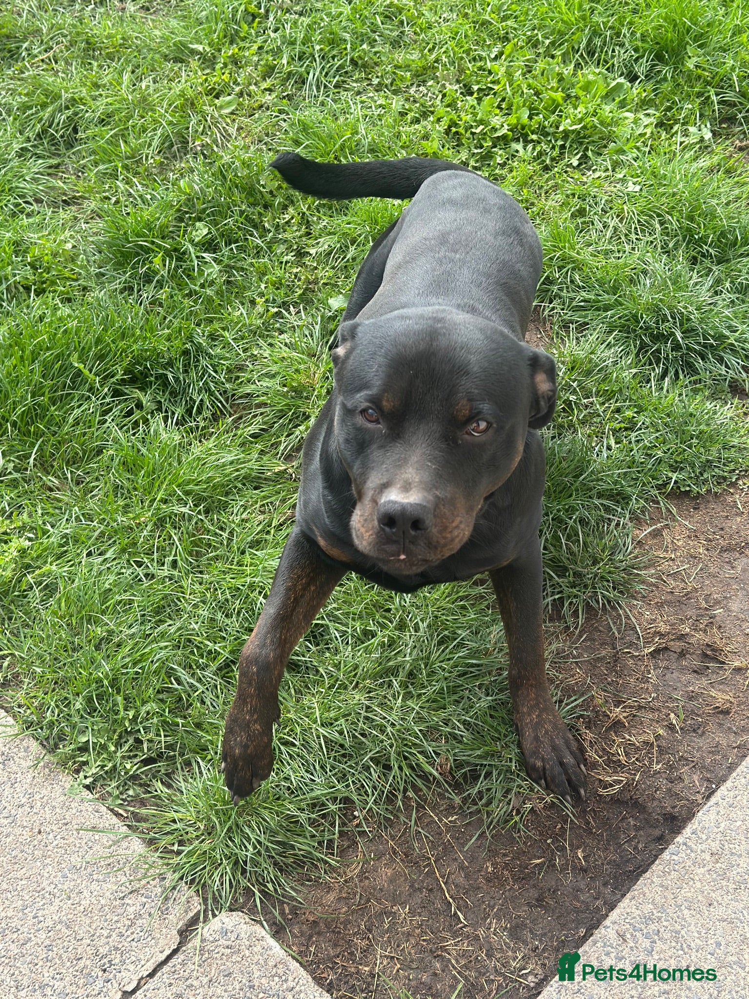 Mixed Breed dogs Male Rottweiler x staff looking for forever home  - Advert 2
