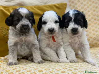 Mixed Breed dogs MALE Miniature Parti Schnockerpoo Puppies - Advert 14