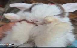 English Lop rabbits for sale: Beautiful dark grey split lop buck and liac doe - Image 3