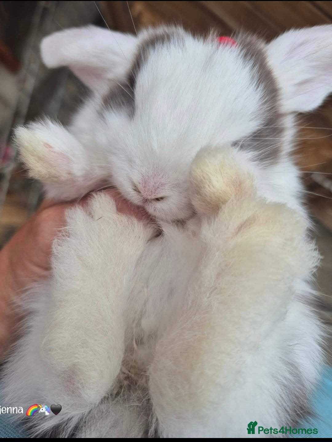 English Lop rabbits for sale: Beautiful dark grey split lop buck and liac doe - Image 3