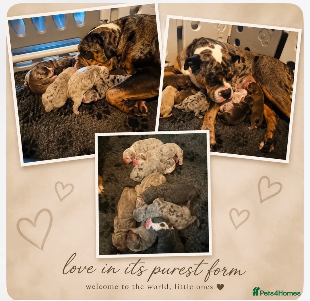 Olde English Bulldogge dogs for sale: Old English bulldogs  - Advert 1