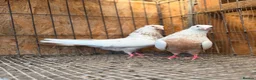 Pigeons birds for sale: IMPORTED IRANIAN SINEH PIGEONS - Advert 17