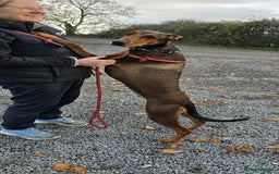 Mixed Breed dogs for adoption: BEAUTIFUL BONNIE  - Image 7