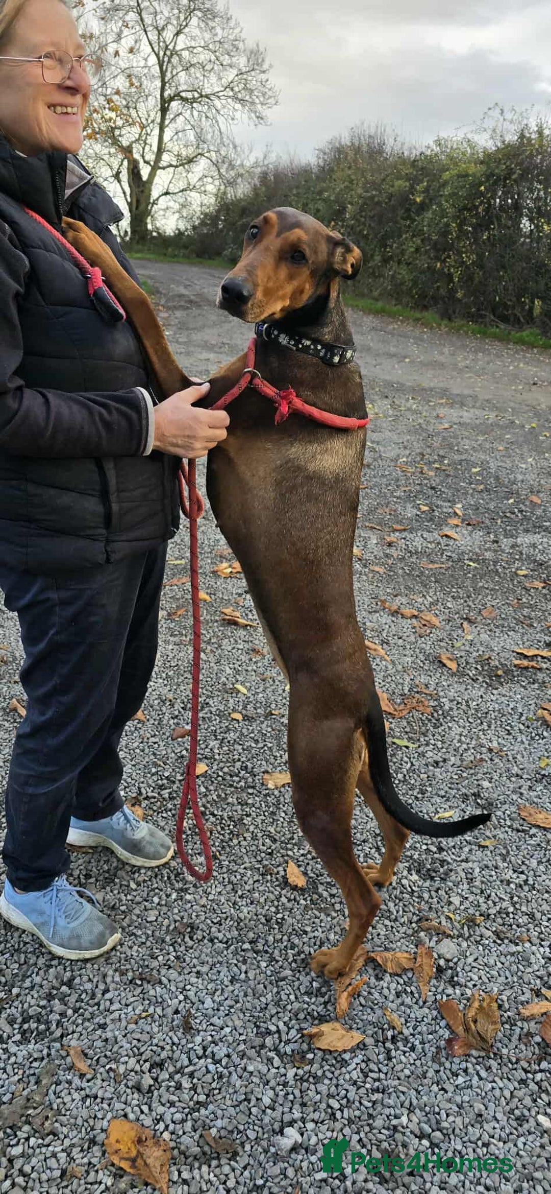 Mixed Breed dogs for adoption: BEAUTIFUL BONNIE  - Image 7