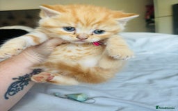 British Shorthair cats for sale: British short hair kittens  - Image 12