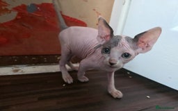 Sphynx cats for sale: 🩵 Beautiful Sphynx Boy – Ready to Leave Now 🩵 - Image 5