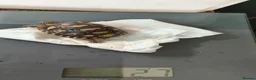 Tortoise reptiles for sale: Leopard spotted tortoises - Advert 12